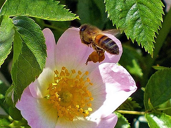 Photographed by Geoff Bell in July 2013