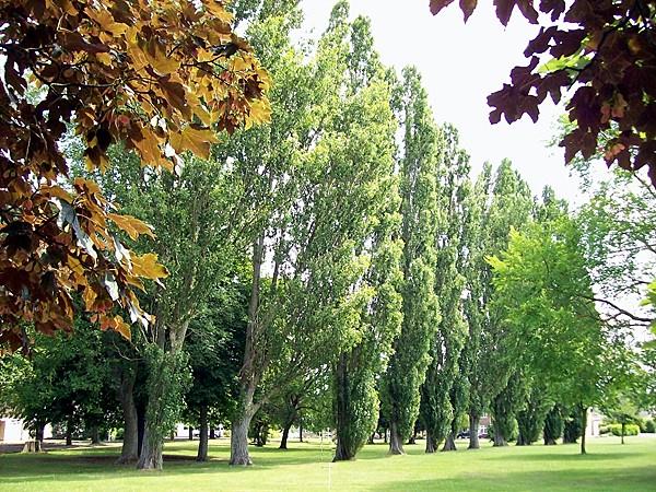 Poplars in Woodland Avenue