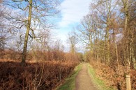 Bourne Wood in winter