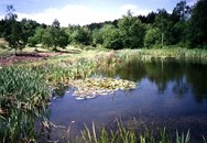 The lakes in Bourne Wood