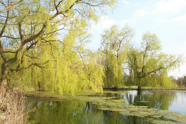 Weeping willows over St Peter's Pool