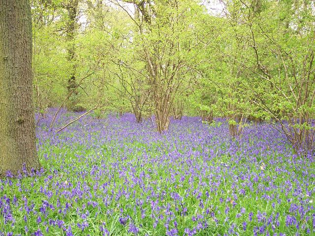 Dole Wood bluebells in April 2003