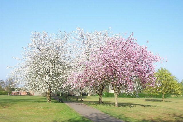 Cherry blossom in the Wellhead Gardens