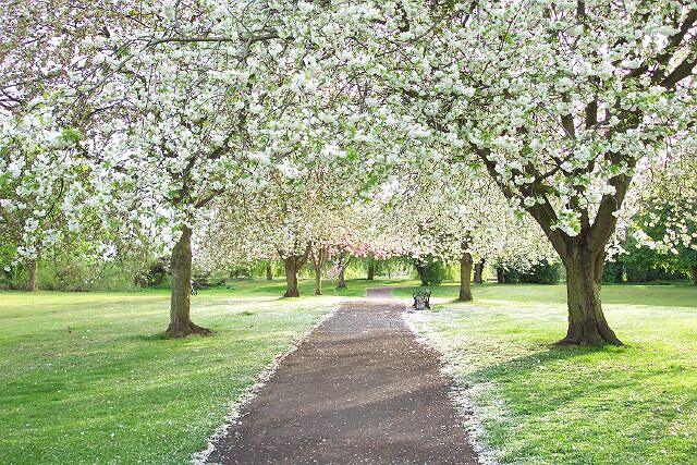 Blossom in the Wellhead Gardens