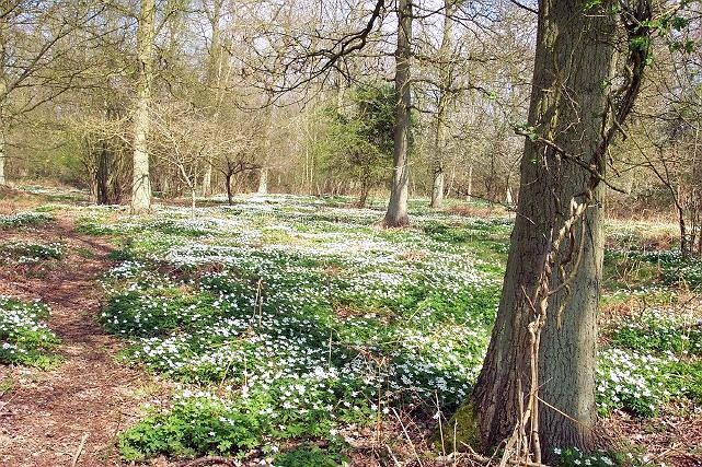 Bourne Wood in April 2004