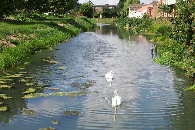 Swans on the Eau