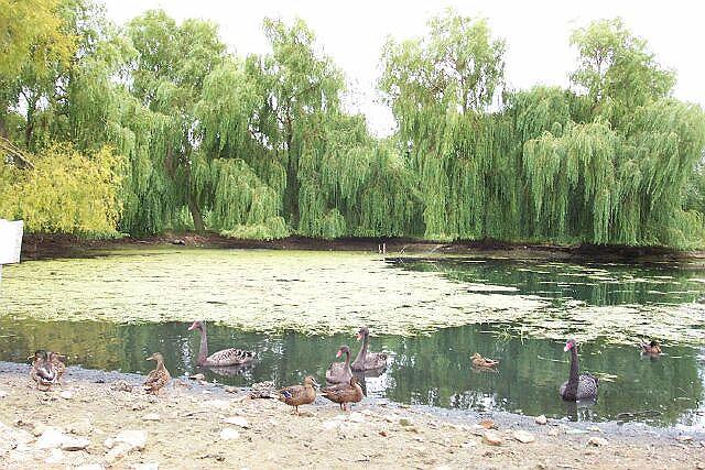 St Peter's Pool during a dry spell