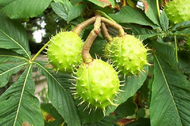 Conkers in Bourne churchyard