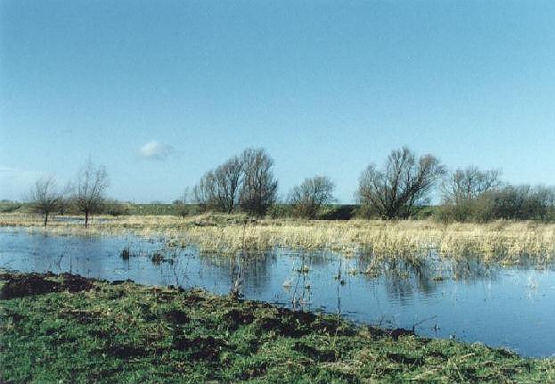 Baston Fen nature reserve in winter