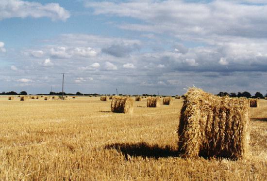 Big bales after the harvest