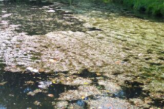 Bourne Eau algae behind Baldock's Mill