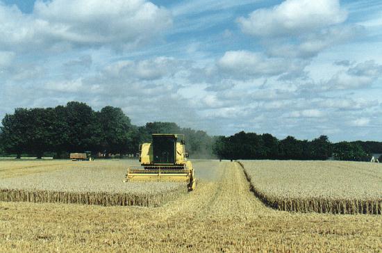 The corn harvest underway near Carlby