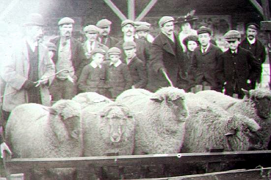 Sheep sale in 1910