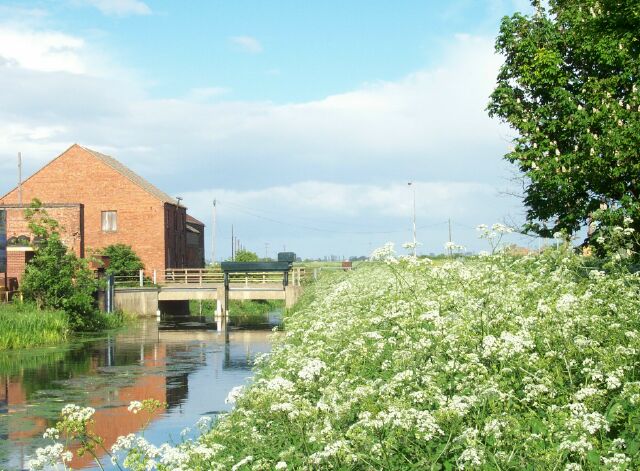 Cow parsley in Eastgate