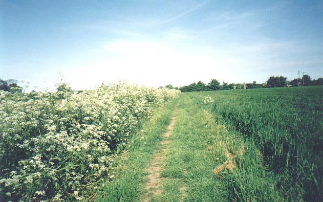 Cow parsley