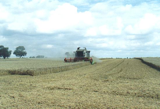 Combining wheat