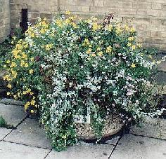 Concrete flower tub in the town centre