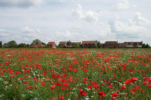 Poppies at Baston