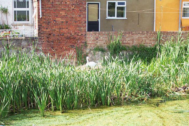 Swan nesting on Bourne Eau in Eastgate