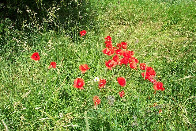 Roadside poppies near Stainfield