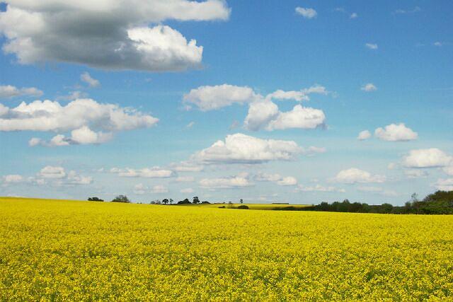 Oil seed crop near Keisby