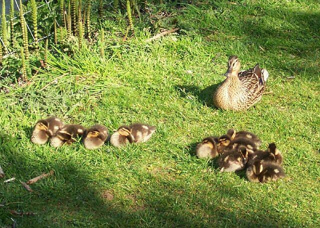 Mallard with 10 young at St Peter's Pool