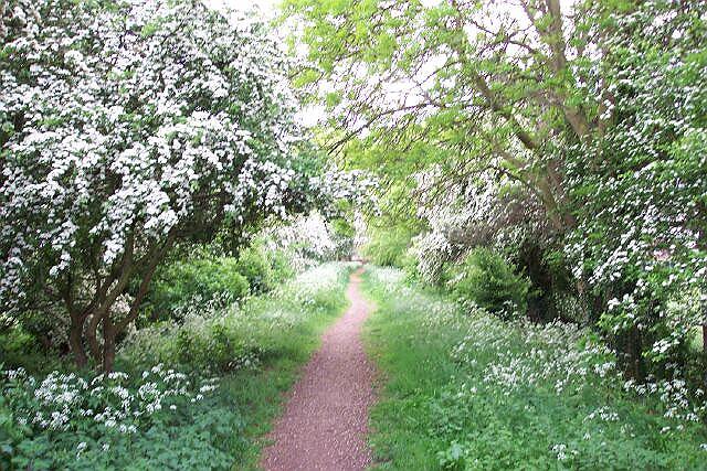 May blossom along old railway line.