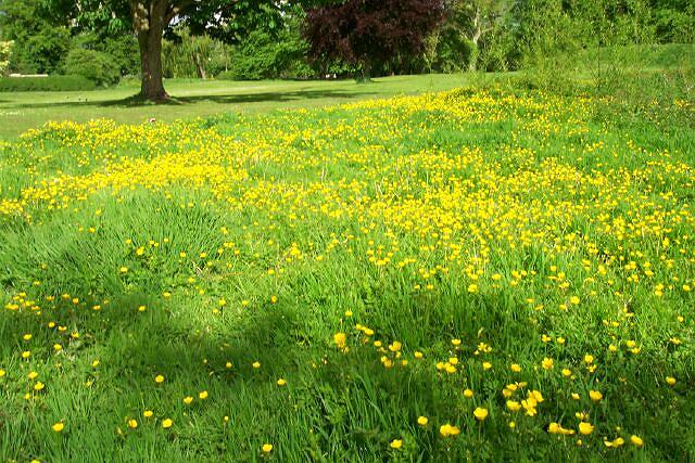 Buttercups in the Wellhead gardens