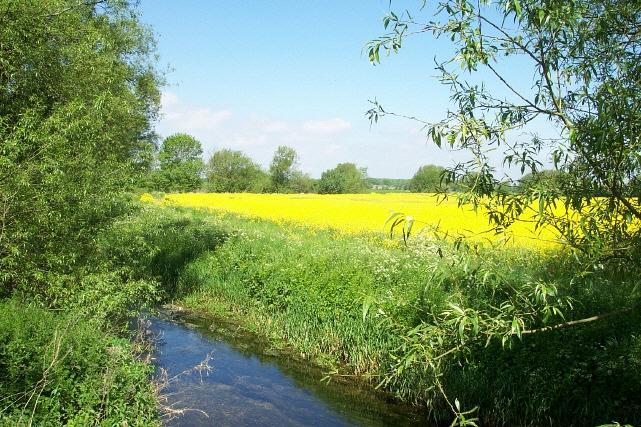 Oil seed at Braceborough