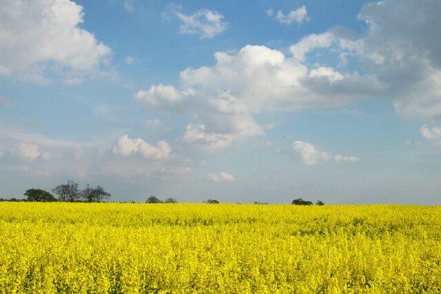 Oil seed near Thurlby