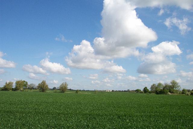 Green corn near Bourne