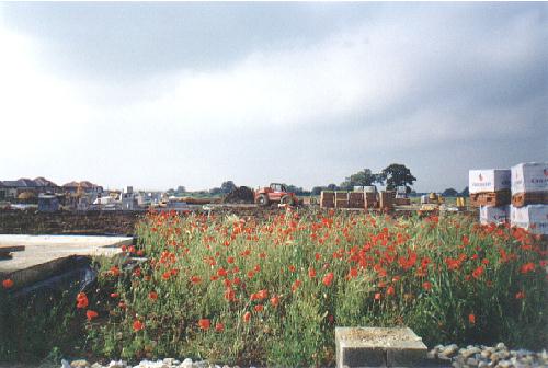 Poppies 