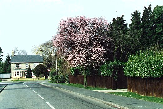 Cherry blossom in Mill Drove