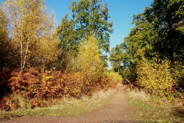 Bourne Wood in autumn colours