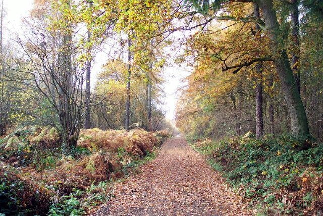 Autumn in Bourne Wood