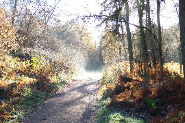 Late autumn in Bourne Wood