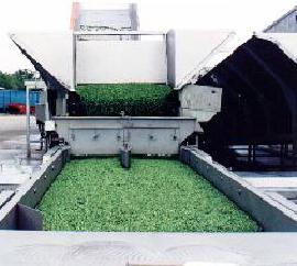 Pea processing