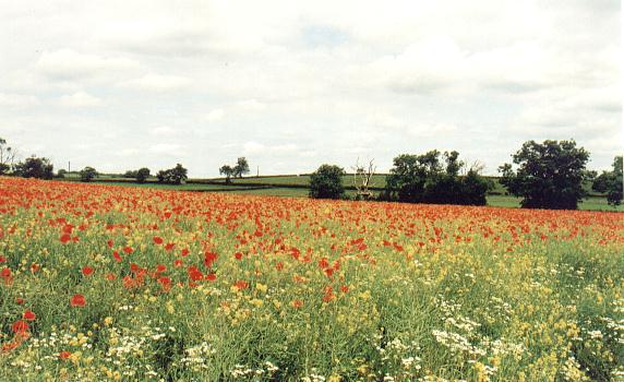 Poppies at Toft