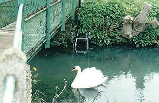 Shopping trolley in Bourne Eau