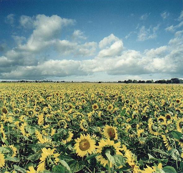 Sunflowers in Baston Fen