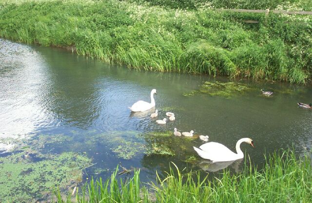 Swans on the Bourne Eau