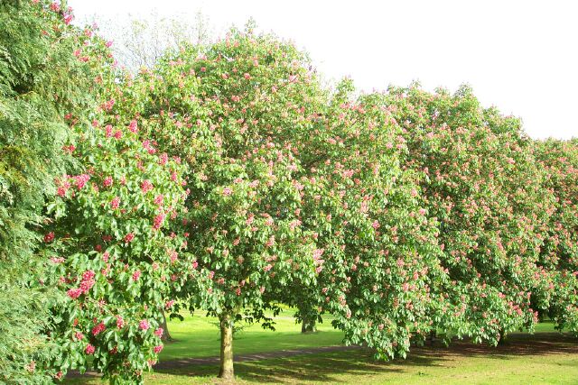 Chestnut blossom in the Wellhead Gardens