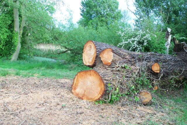 Felling trees in the Wellhead Gardens