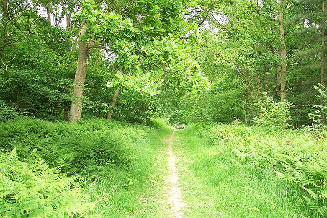 A forest path in Bourne Wood