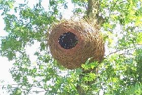 Woodland sculpture called Nest