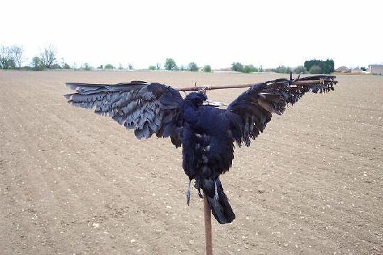 Dead crow crucified in the countryside.