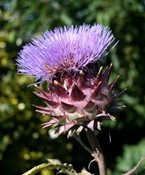 Globe artichoke