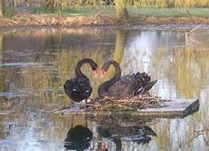 Black swans