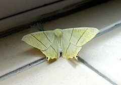 Bathroom moth