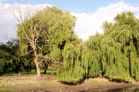 St Peter's Pool